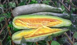 当代网红吃瓜视频,揭秘娱乐圈幕后真相